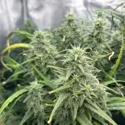 Strawberry Cough (DWC) 2