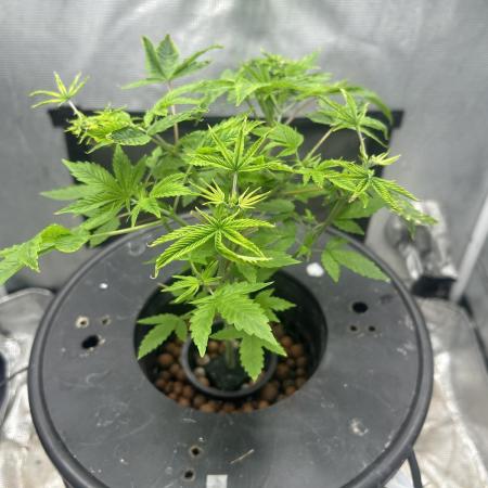 Maui Waui in Hydro (DWC)