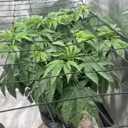 Blue Dream in Hydro (DWC)