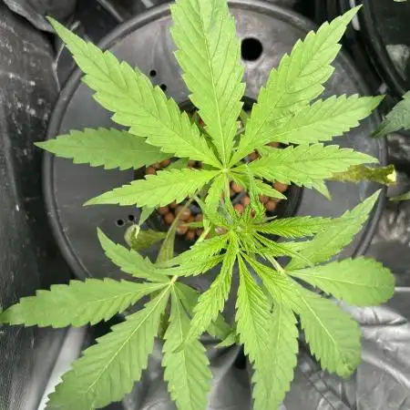 Desfran in hydro