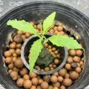 Strawberry Cough (DWC)