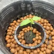 Afghan Kush (DWC)