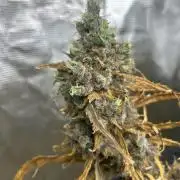 Desfran in Hydro (DWC)