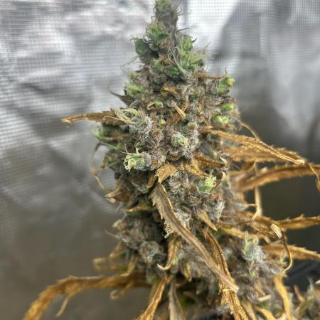 Desfran in Hydro (DWC)