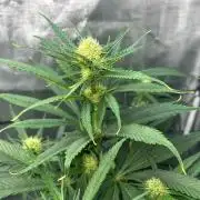 Mimosa x The Brunch “Lover’s Cut” DWC