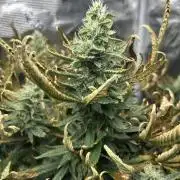 Ice Cream Cake in Hydro (DWC)