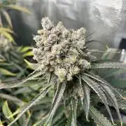 Mimosa x The Brunch “Lover’s Cut” DWC