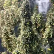 Golden Tiger (DWC)