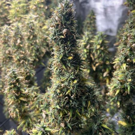 Golden Tiger (DWC)