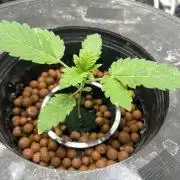 Afghan Kush (DWC)