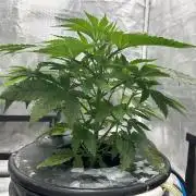 Hella Jelly (DWC)