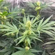 Bay 11 (DWC)