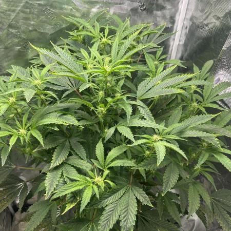 Ice Cream Cake in Hydro (DWC)