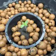 Strawberry Cough (DWC) 2