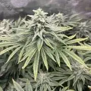 White Rhino (DWC)