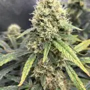 Maui Waui (DWC) 2