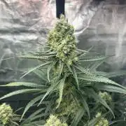 Mimosa x The Brunch “Lover’s Cut” DWC