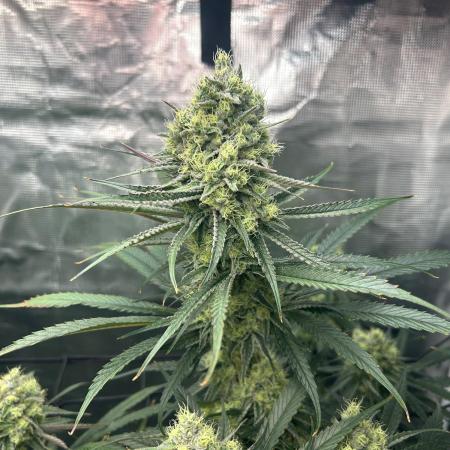 Mimosa x The Brunch “Lover’s Cut” DWC