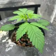 Bay 11 (DWC)