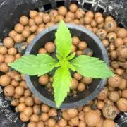 Mimosa x The Brunch “Lover’s Cut” DWC