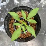 Strawberry Cough (DWC) 2