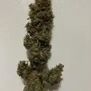 Lucky Charms (DWC)