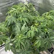 Blue Dream in Hydro (DWC)