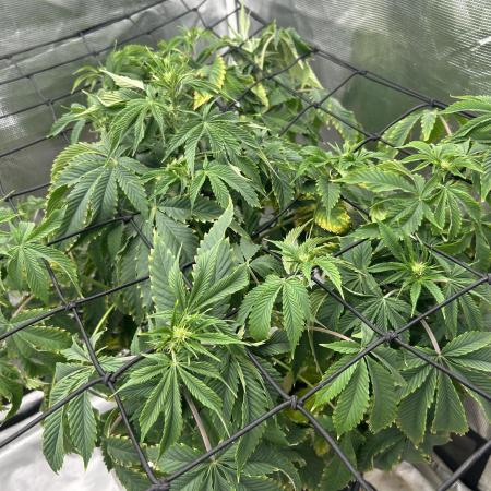 Blue Dream in Hydro (DWC)