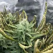 Ice Cream Cake in Hydro (DWC)