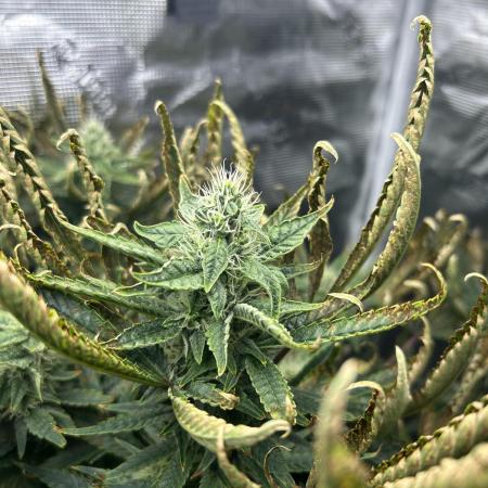 Ice Cream Cake in Hydro (DWC)