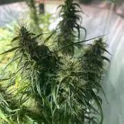 Golden Tiger (DWC)
