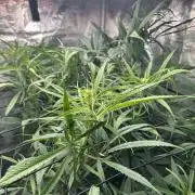 Strawberry Cough (DWC)