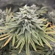 White Rhino (DWC)