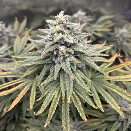 White Rhino (DWC)