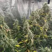 Strawberry Cough (DWC) 2