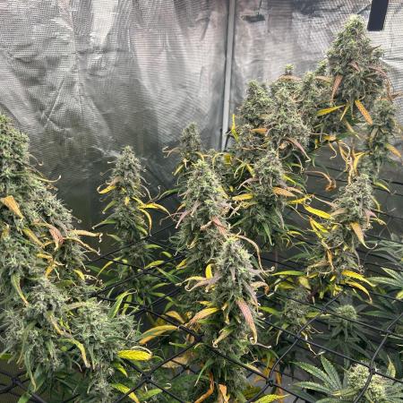 Strawberry Cough (DWC) 2