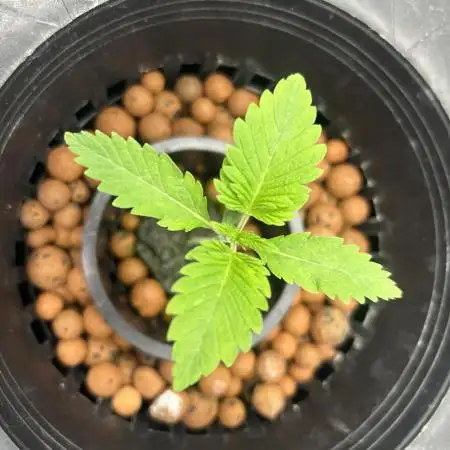 Blimburn Blue Dream in Hydro