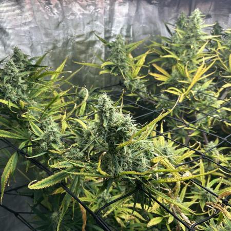 Desfran in hydro