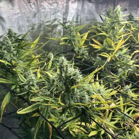 Desfran in hydro