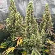 Bay 11 (DWC)