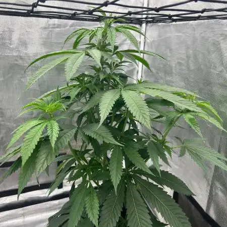 Mimosa x The Brunch “Lover’s Cut” DWC