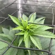 Dream Widow (DWC)