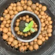 Godfather Bomb (DWC)