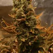 Ice Cream Cake (DWC)