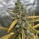 Desfran in Hydro (DWC)