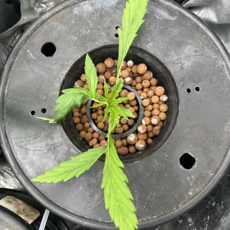 Desfran in hydro