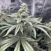 Afghan Kush (DWC)