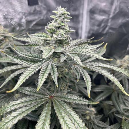Afghan Kush (DWC)