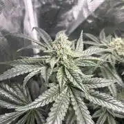 Afghan Kush (DWC)