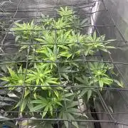Hella Jelly (DWC)